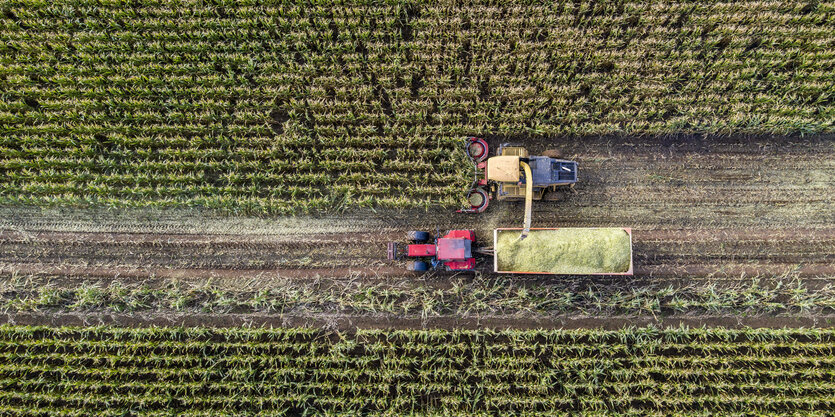 Das Bild zeigt einen Mais-Acker von oben, in den ein Erntefahrzeug eine Spur hineinfährt.