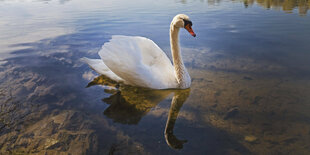 Ein Schwan auf einem See.