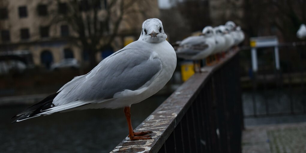 Eine Möwe sitzt auf einer Brüstung und blickt in die Kamera