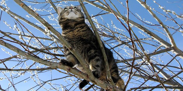 Eine graue Katze sitzt im Geäst eines Baumes