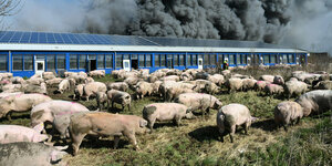 Viele schweine vor einer brennenden Halle.