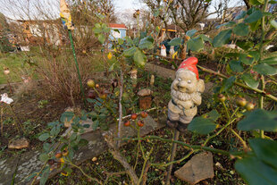 Gartenzwerg in Garten