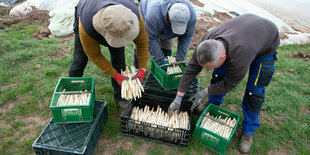 Erntehelfer mit Kisten mit Spargel