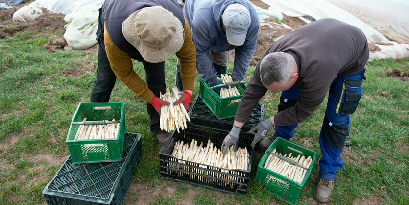 Erntehelfer mit Kisten mit Spargel