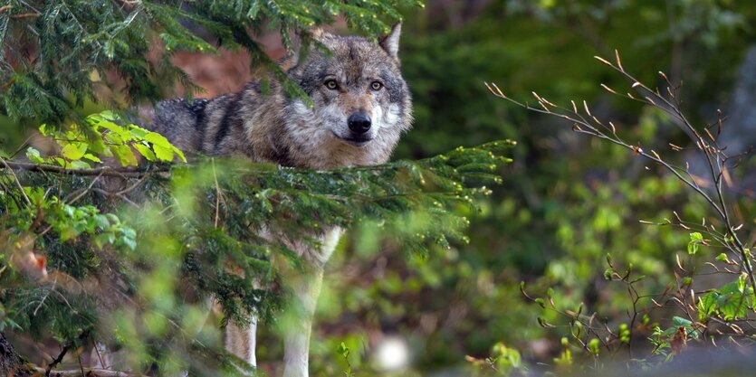 Ein Wolf schaut zwischen den Aesten einer Fichte hindurch