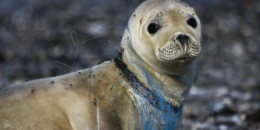 Seehund mit Fischernetz am Hals.