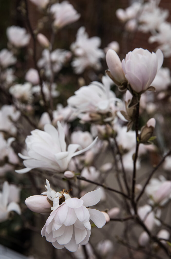 Ein weißer Tulpenbaum steht schon in der Blüte