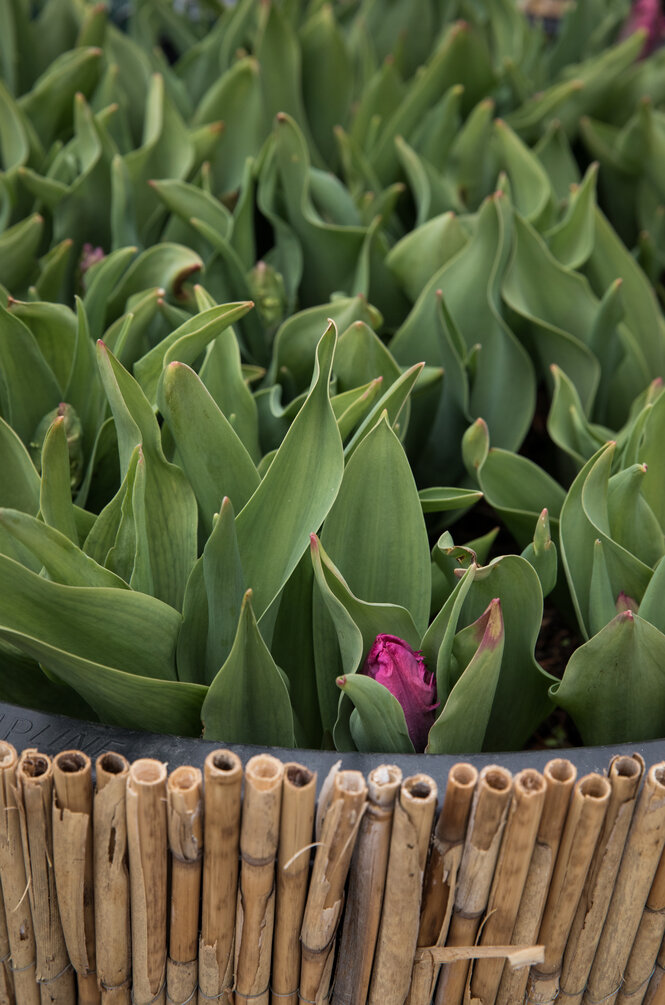 Ein großes Gefäß mit vielen roten Tulpen bestückt