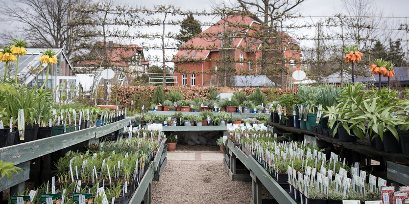 Verkaufsstände im Freien mit Frühblühern in der Könglichen Gartenakademie in Berlin