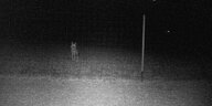 Ein Wolf im Dunklen fotografiert mit einer Nachtsichtkamera.