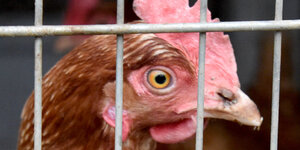 Huhn hinter Gittern