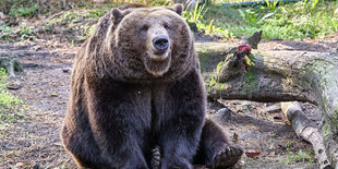 Ein Braunbär Ursus arctos im Wildpark Johannismühle in Baruth , Brandenburg.