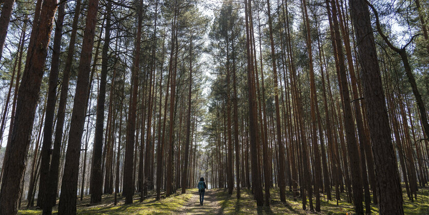 Wanderer im Kiefernwald