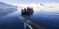Ein Schlauchboot mit einer Menschengruppe im Meer. Unterwasser schwimmt ein Waal
