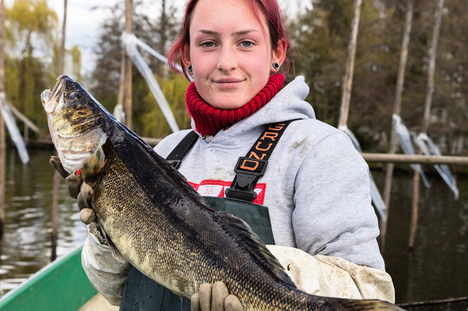 Maria Thamm, Fischwirtin in Ausbildung, hält einen Zander in ihren Händen