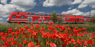 Ein Regionalexpress in der Nähe von Trebbin in Brandenburgfährt an einem Klatschmohnfeld vorbei