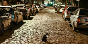Ein menschenleere Straße bei Nacht - eine einsame Katze sitzt in der Mitte der Fahrbahn