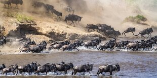 Gnus überqueren einen Fluss