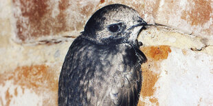 Ein Vogel, der Mauersegler, an einer Mauer