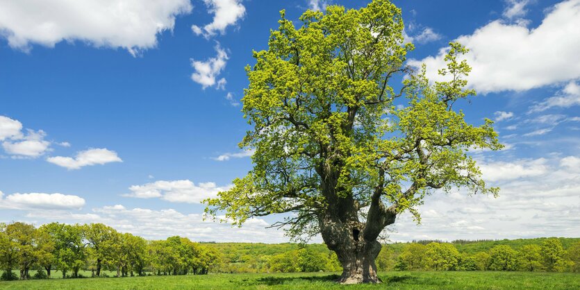 Auf einer Wiese steht ein großer Baum, eine Eiche, im blauen Himmel ziehen weiße Wolken