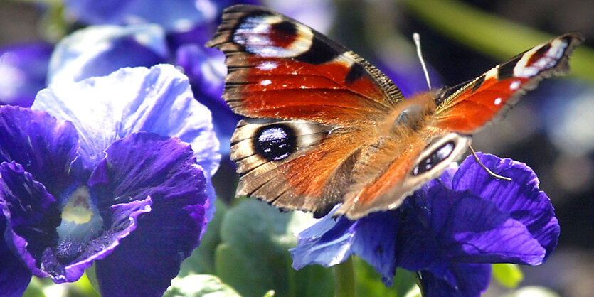 Ein Schmetterling sitzt auf einer Blute