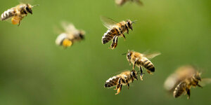 Reger Flugverkehr bei den Bienen