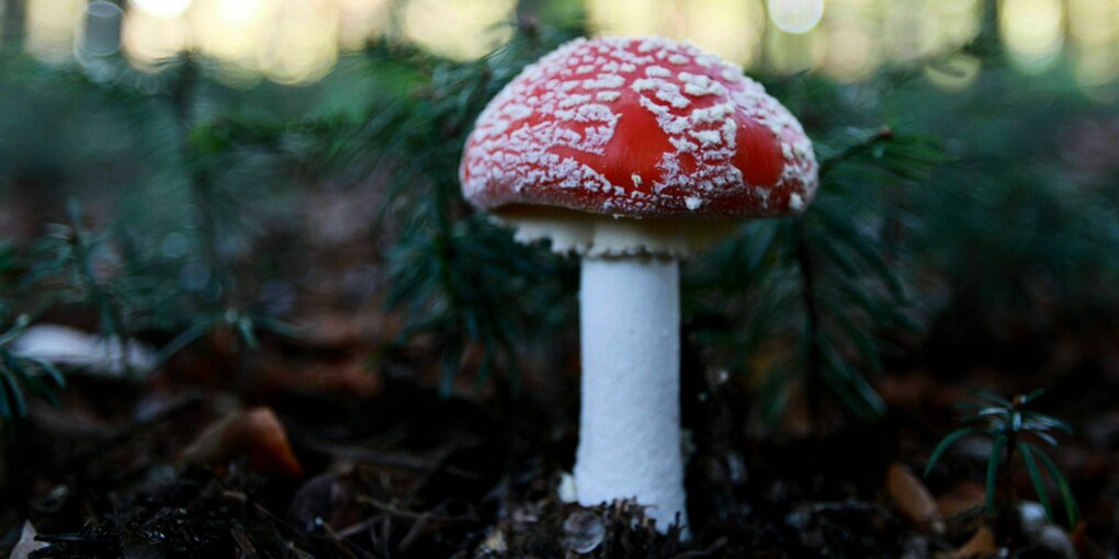 ein roter Fliegenpilz steht im Wald