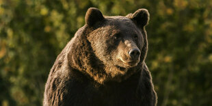 Der praeparierte Baer Bruno ist am Mittwoch, 26. Maerz 2008, in einer Vitrine des Museums Mensch und Natur in Muenchen zu sehen. Der Baer, der am 26. Juni 2006 in der Region von Oberbayern nach wochenlanger Suche erlegt wurde, ist nun praepariert in dem M