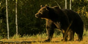 Ein Braunbär läuft im Abendlicht auf einer Wiese entlang