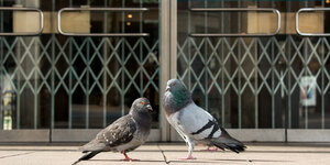 Zwei Tauben sitzen in der Hamburger Innenstadt vor einem geschlossenen Kaufhaus.