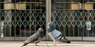 Zwei Tauben sitzen in der Hamburger Innenstadt vor einem geschlossenen Kaufhaus.