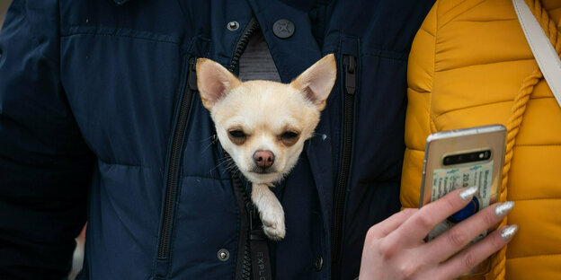 Ein kleiner Hund schaut vorne aus der Jacke seines Besitzers,