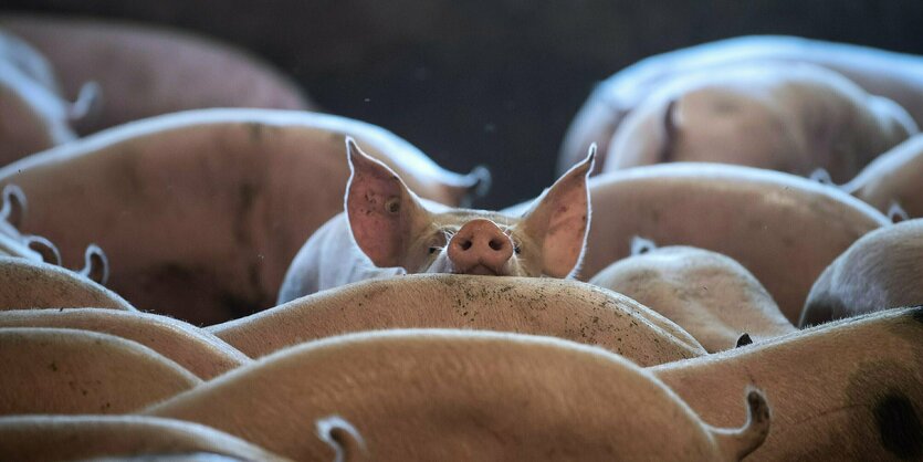 Schweine stehen dicht gedrängt in einem Stall.