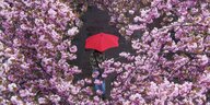 ein roter Regenschirm scheint zwischen blühenden Bäumen durch