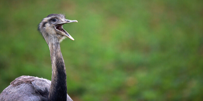 Ein Nandu