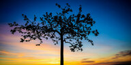 Ein Baum im Sonnenuntergang