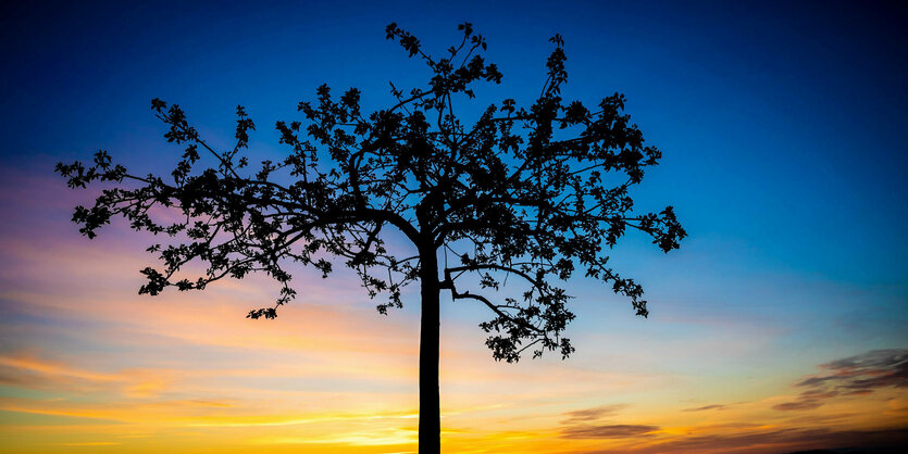 Ein Baum im Sonnenuntergang