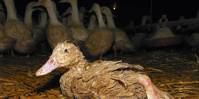 Enten auf engem Raum in einem Stall