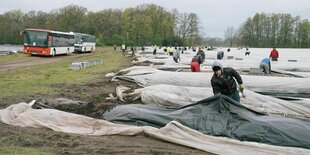 Spargelfeld mit Deckplanen, im Vordergrund hebt ein Arbeiter eine Plane an