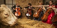 Cello Konzert in einem Kuhstall