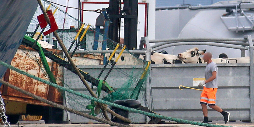 Mitarbeiter treibt Kühe über eine Rampe auf ein Schiff