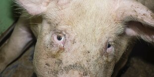 Ein verdrecktes Schwein schaut direkt in die Kamera