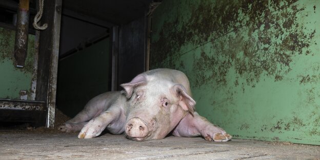 Ein Schwein liegt auf Spaltboden vor einer dreckigen Wand, guckt mit verdrehten Augen in die Kamera und streckt alle viere von sich.