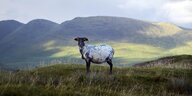 Ein Schaf steht in der irischen Landschaft