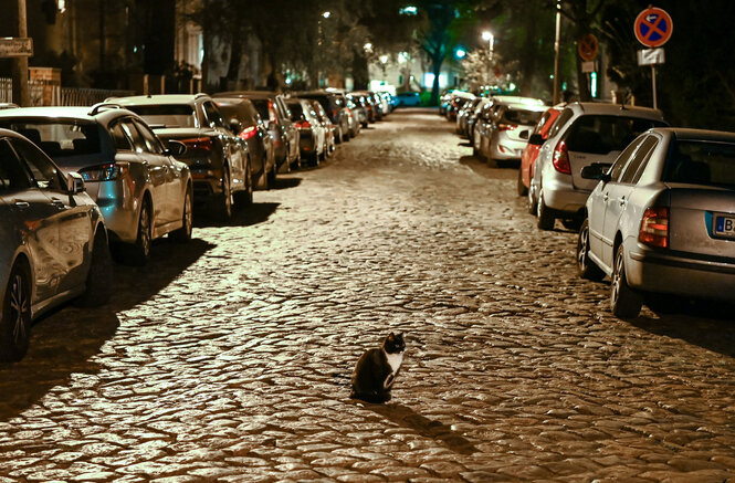 Eine katze sitzt auf der Straße