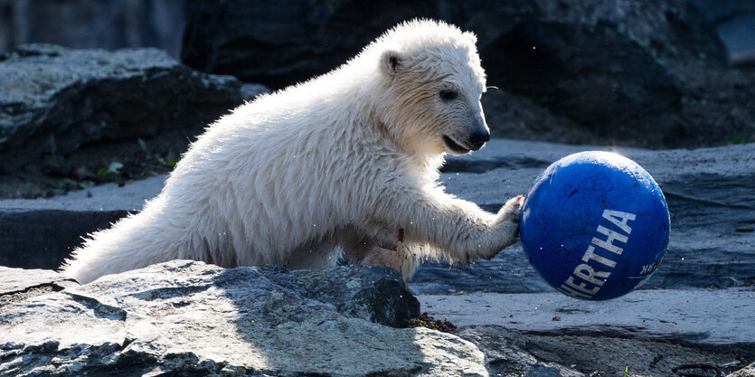 ein eisbärkind spielt mit einem Ball