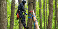 Ein Polizist klettert an einem Baum hoch und löst das Seil eines daran befestigten Balkens