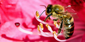eine Biene auf einer Blume