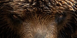 Augen und Schnauze eines Braunbären aus Kamschatka füllen die Bildfläche