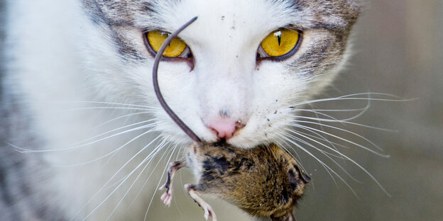 Eine Katze trägt eine Maus im Maul